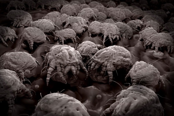 Пылевой клещ под микроскопом